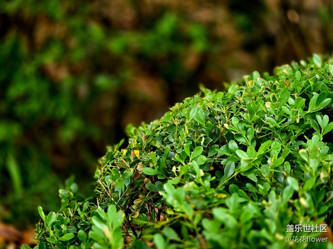 #五月滿(mǎn)園芳——雨后