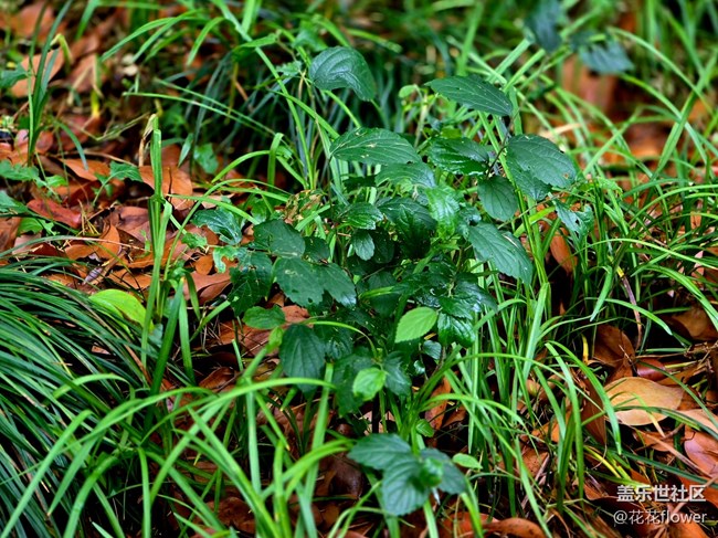 #五月滿(mǎn)園芳——雨后