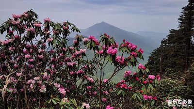 【漫旅拾光】+瓦屋山徒步挑戰(zhàn)賽賞瀑布高山杜鵑