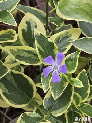 【漫旅拾光】+ 路邊的美好