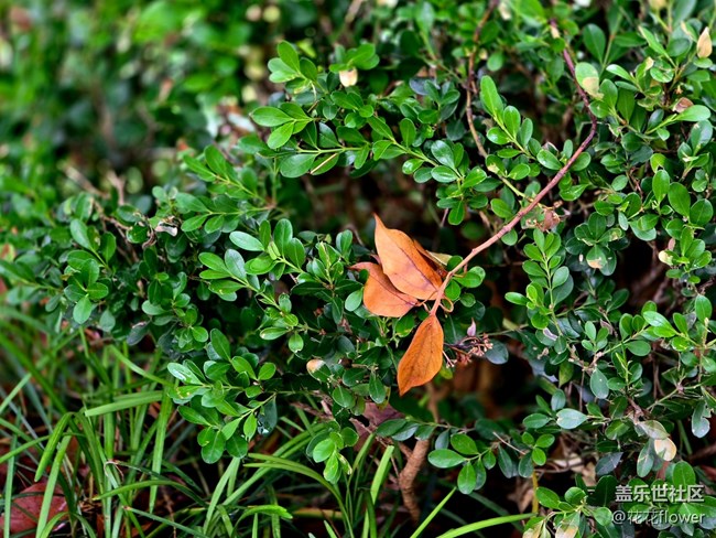 #五月滿(mǎn)園芳——雨后