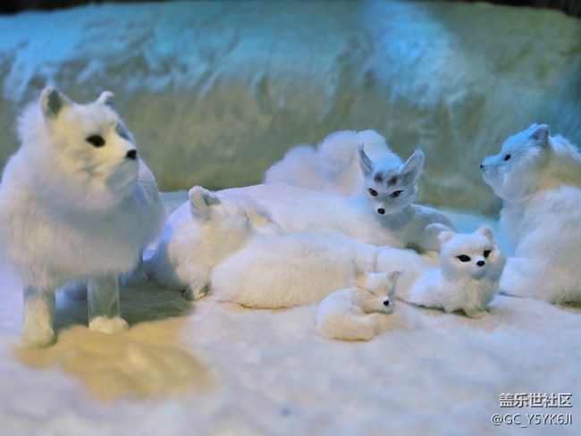 【重啟九尾狐線下攝影活動(dòng)】+毛茸茸的小狐貍