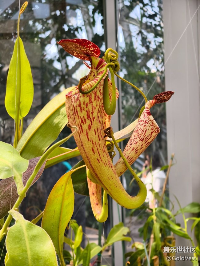 #五月滿園芳——辰山植物園觀花