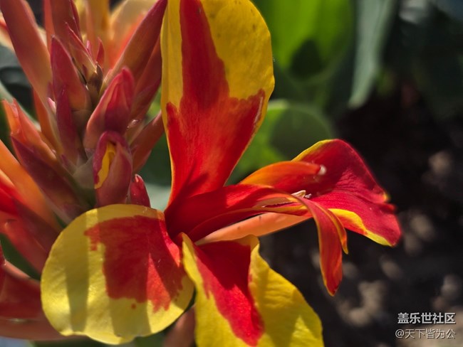 #五月滿(mǎn)園芳——美人蕉