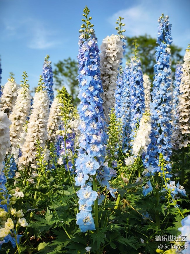 #五月滿園芳——辰山植物園觀花