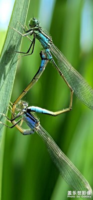 【鏡頭下的美好】