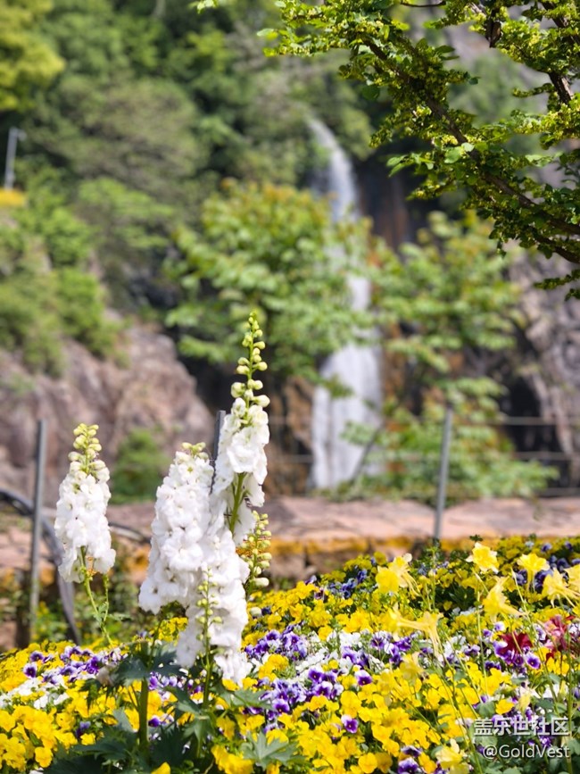 #五月滿園芳——辰山植物園觀花