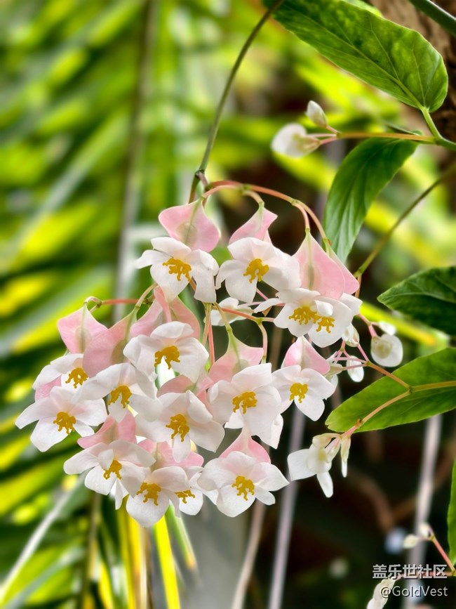 #五月滿園芳——辰山植物園觀花