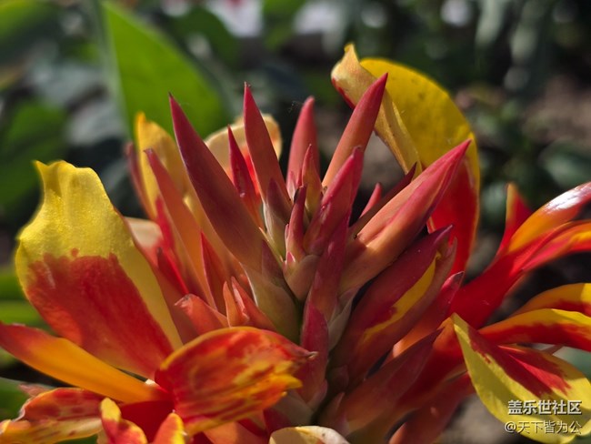 #五月滿(mǎn)園芳——美人蕉