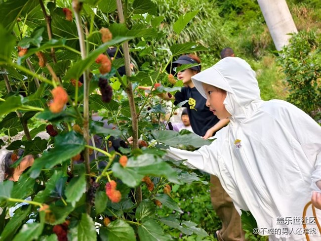 【夏日清涼】夏初采摘