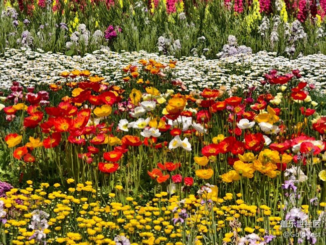 #五月滿園芳——辰山植物園觀花