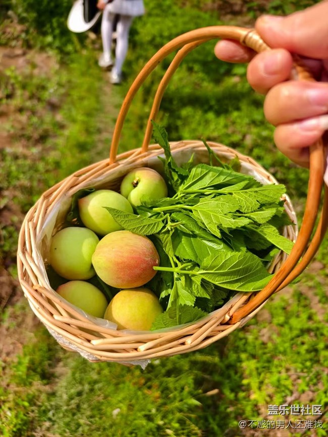 【夏日清涼】夏初采摘