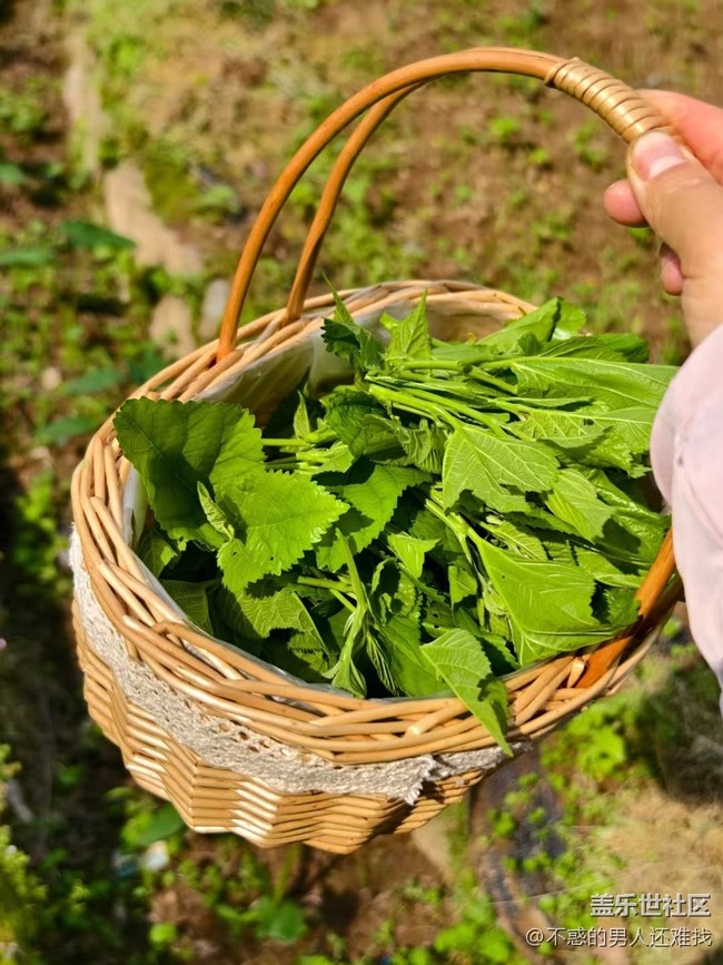【夏日清涼】夏初采摘