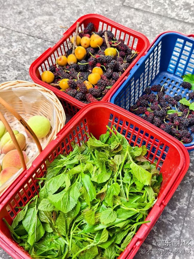 【夏日清涼】夏初采摘