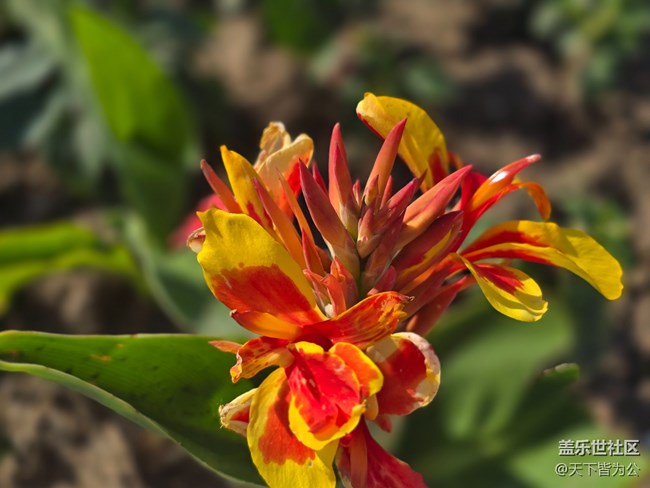 #五月滿(mǎn)園芳——美人蕉