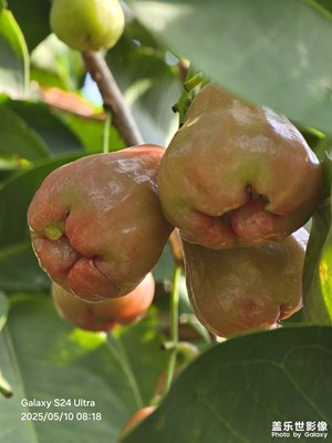 路邊野果你不要采