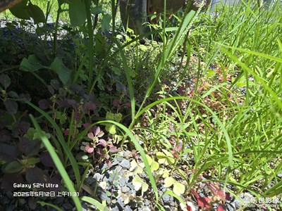 【漫旅拾光】鄉(xiāng)下春游