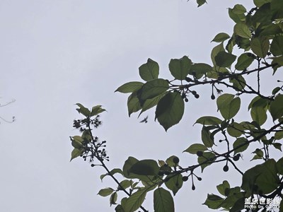 【漫旅拾光】+天空中飛鳥