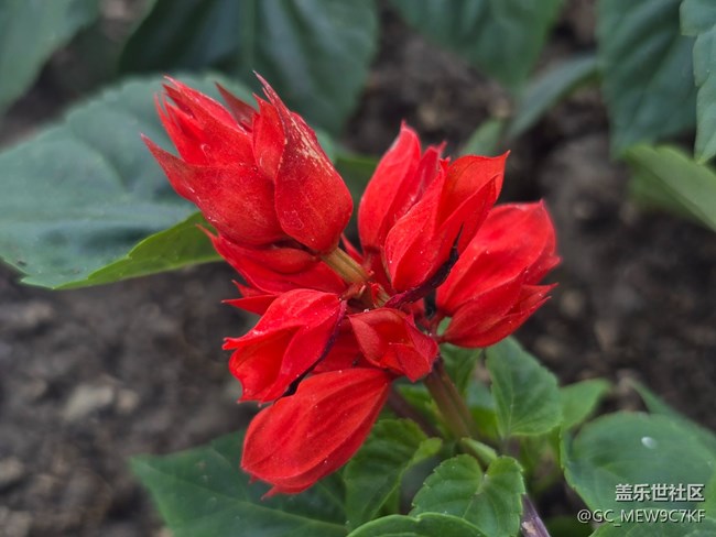 #五月滿園芳——一串紅