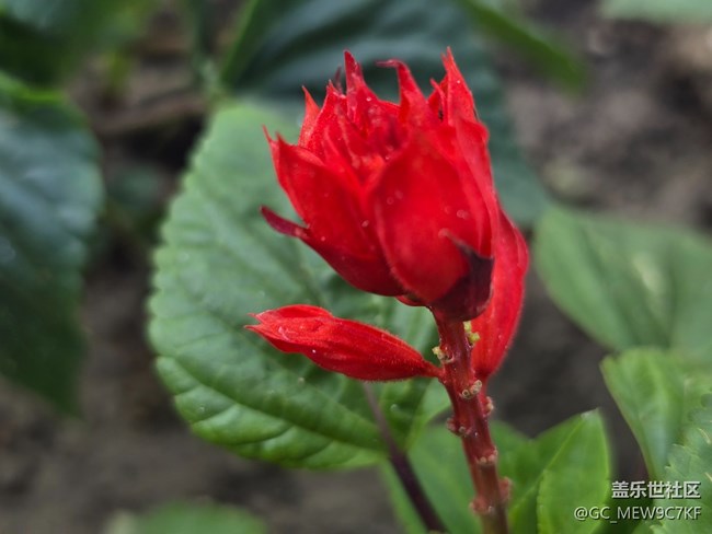 #五月滿園芳——一串紅