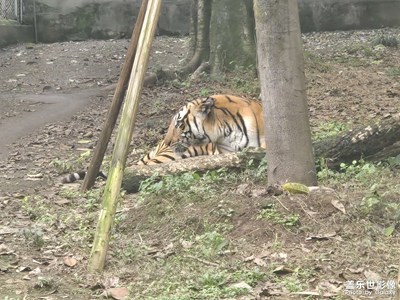 【漫旅拾光】+動(dòng)物們