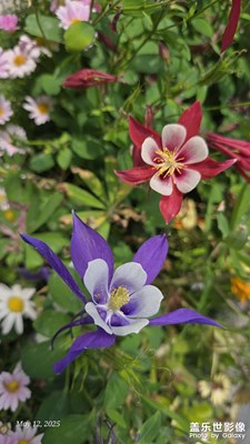 駝鈴古道一兩枝小花