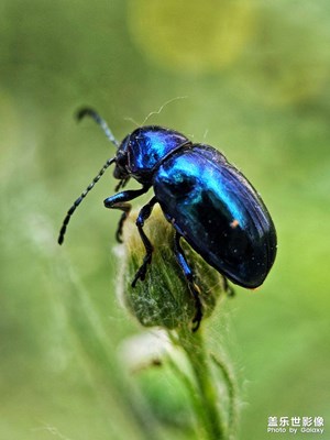 【漫旅拾光】花間舞者