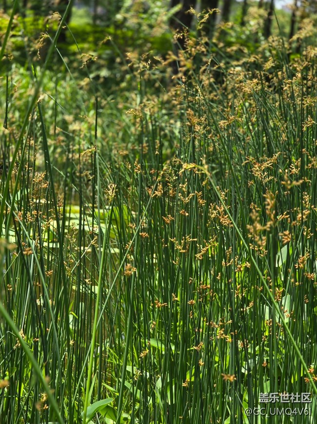 #五月滿園芳——陽光下