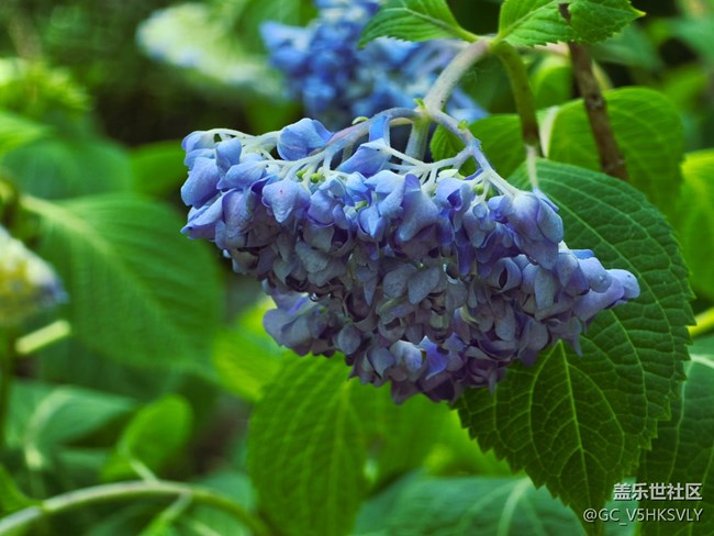 #五月滿園芳——繡球