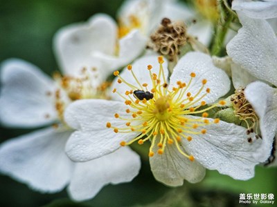 【遇見五月天】+五月的小花