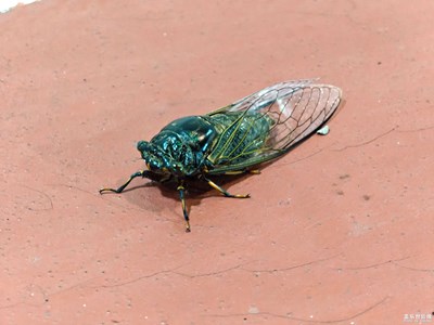 【遇見五月天】+運(yùn)動場上的不明生物