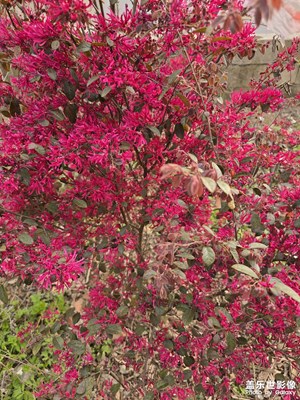 【遇見五月天】+遇見紅花繼木