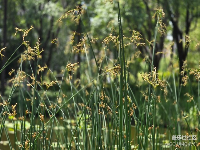 #五月滿園芳——陽光下