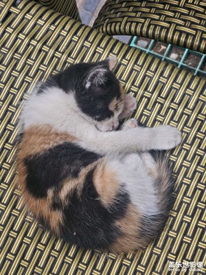 【遇見五月天】暖陽下熟睡的貓