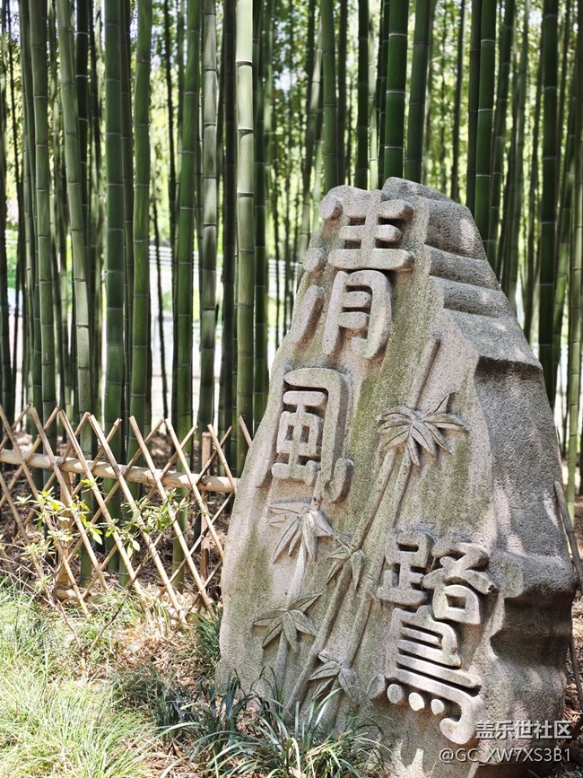 #五月滿(mǎn)園芳——竹林