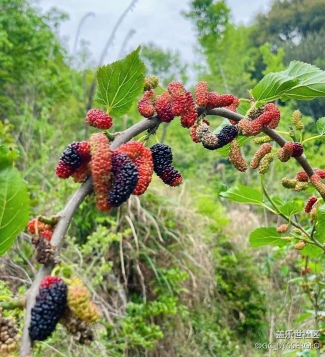 【夏日清涼】漿果