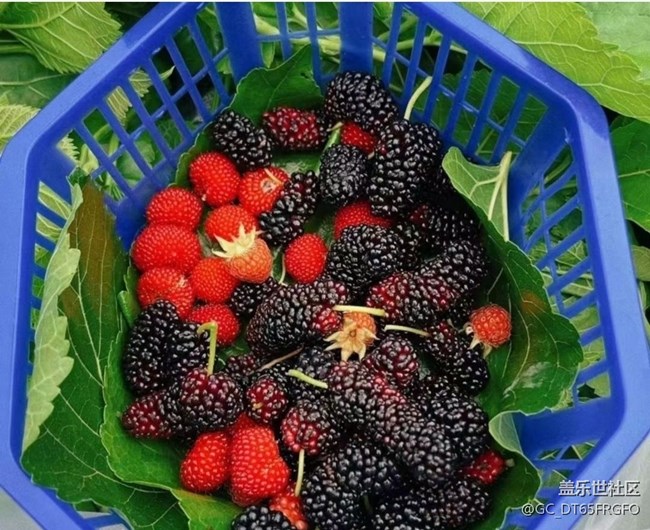 【夏日清涼】漿果