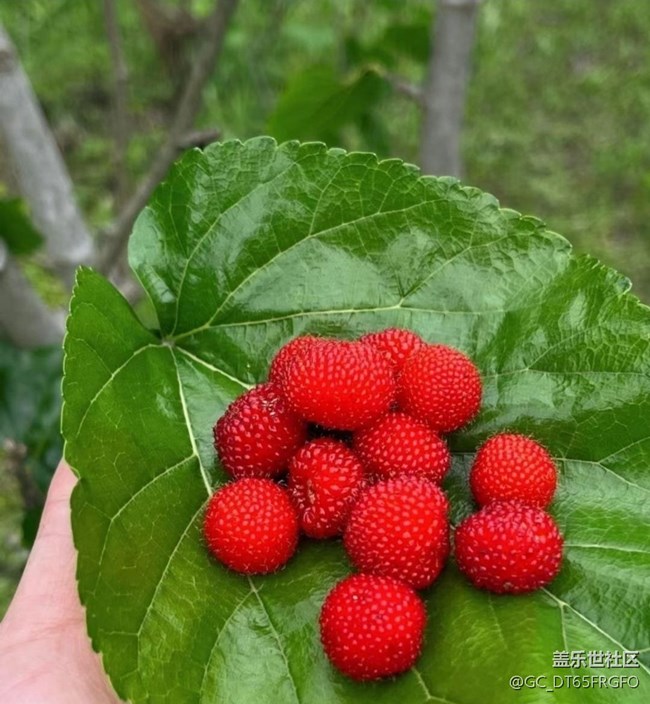 【夏日清涼】漿果