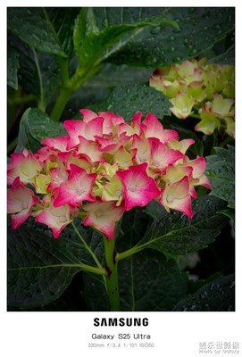 【遇見五月天】+初夏