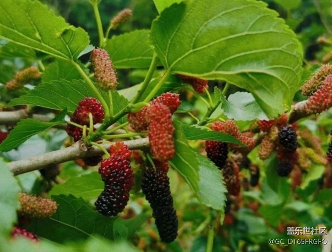 【夏日清涼】漿果