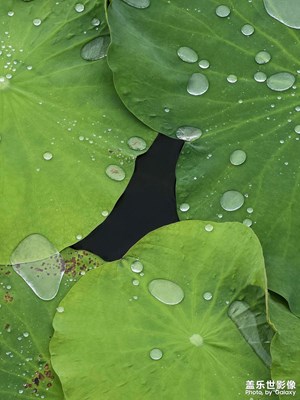 【遇見五月天】荷上珠玉