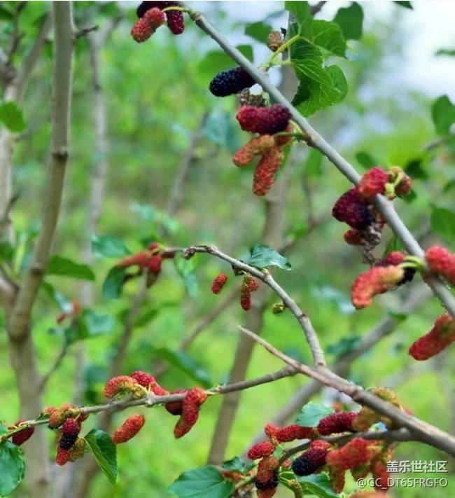 【夏日清涼】漿果