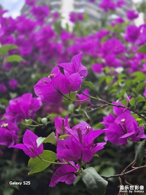 【遇見(jiàn)五月天】再見(jiàn)三角梅