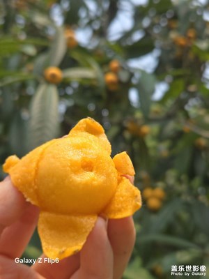 【遇見五月天】摘枇杷