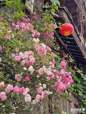 【遇見五月天】+細(xì)嗅薔薇