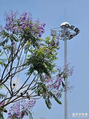 【遇見五月天】藍(lán)花楹