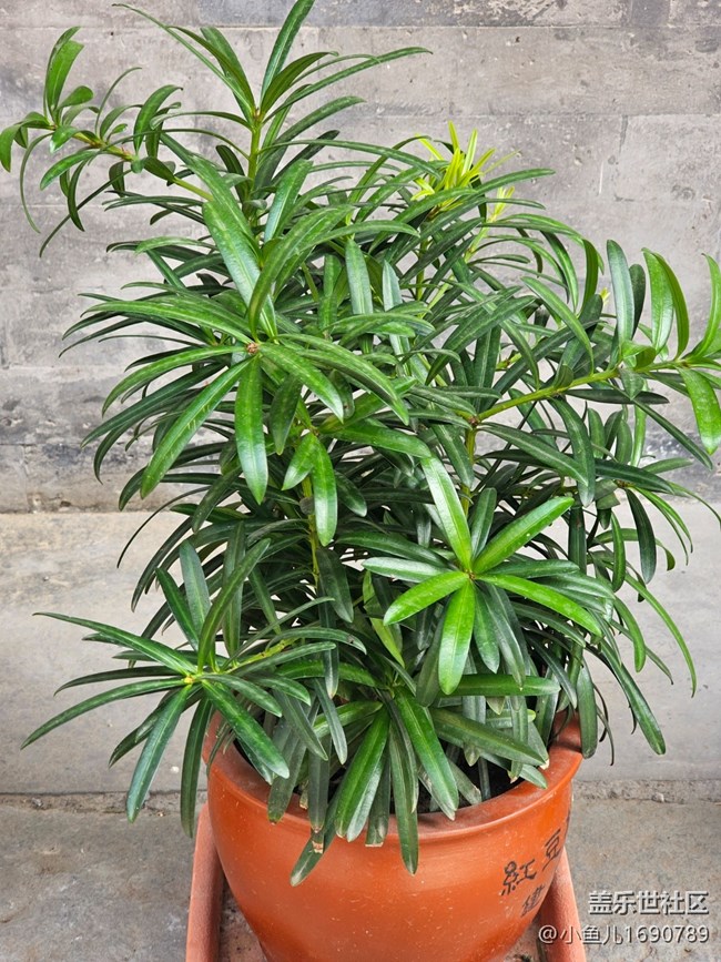 【 長焦與微距】盆栽