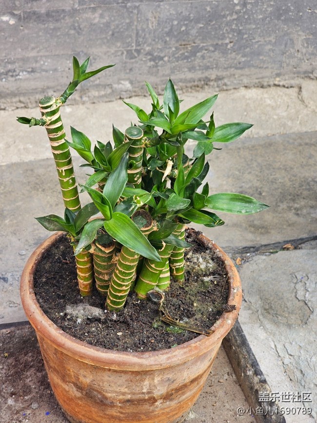 【 長焦與微距】盆栽