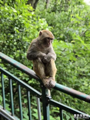 【遇見五月天】+獼猴??巡山記