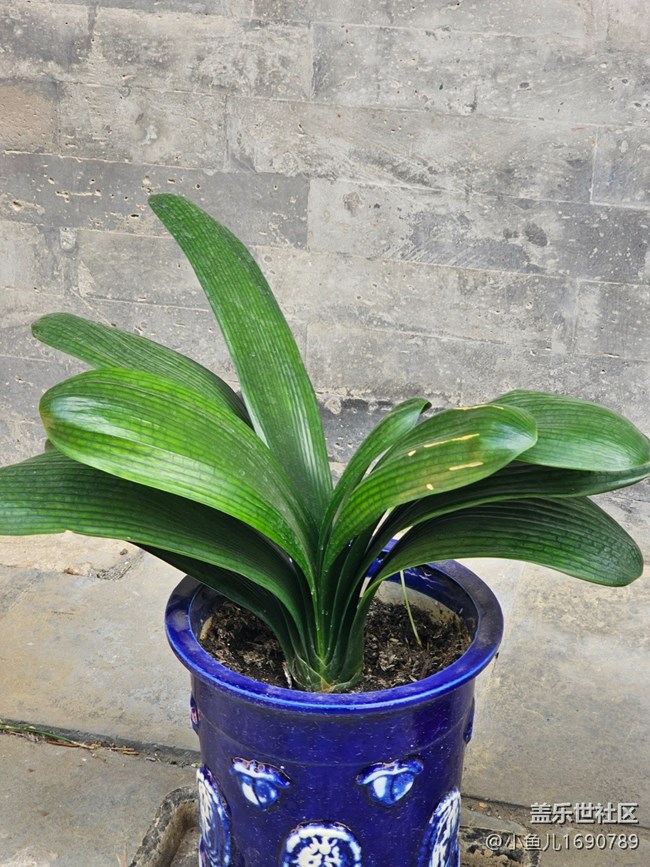 【 長焦與微距】盆栽